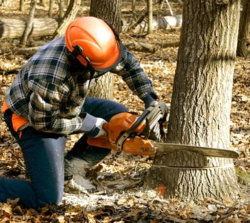 Tree Removal in Crockett Mills, TN